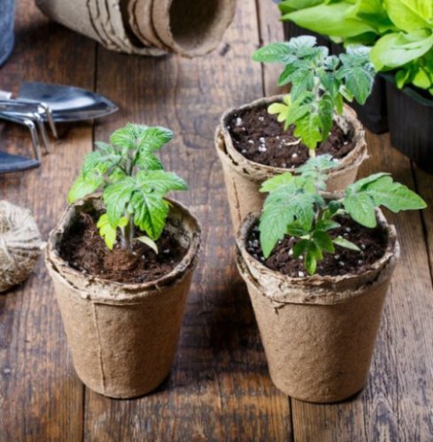 Торф'яні стаканчики для розсади 60*60