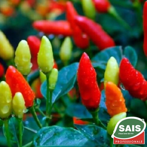 Перець гіркий Табаско 1000 нас Sais (Італія)