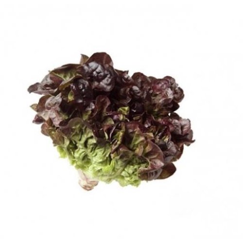 Салат Дубовий листовий червоний банка 0,5кг Hortus (Італія)