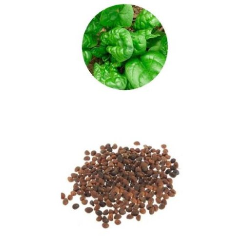 Шпинат Лонг стендінг 5кг Hortus (Італія)