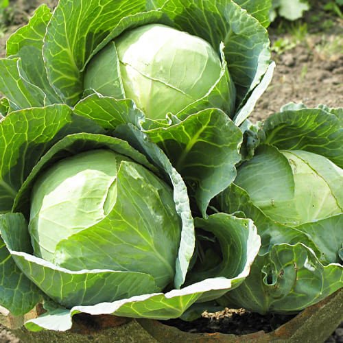 Капуста білоголова Золотий Гектар інкрустована Польща