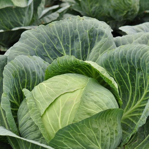 Капуста білоголова Калина F1 інкрустована Польща