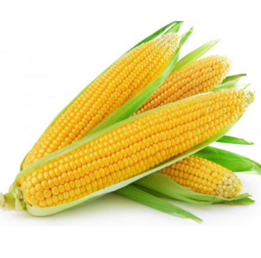 Кукурудза цукрова Вега-1 F1 (жовта) Україна
