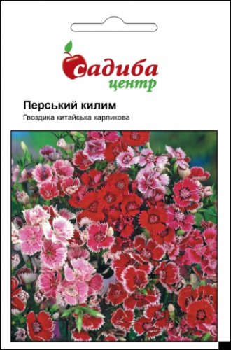 Гвоздика Перський Килим китайська карликова 0,1г 02.2024р СЦ