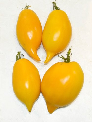 Томат Буратіно Україна