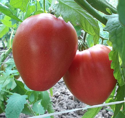 Томат Батяня Україна