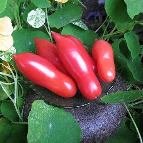 Томат Бурулька рожева Україна