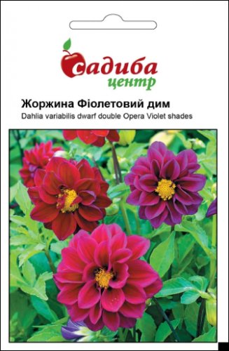 Жоржина Фіолетовий дим 0,1г СЦ 02.2026р