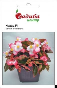 Бегонія вічноквітуча Наход F1 10 гранул. СЦ