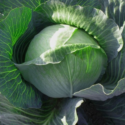 Капуста білоголова Українська осінь Італія