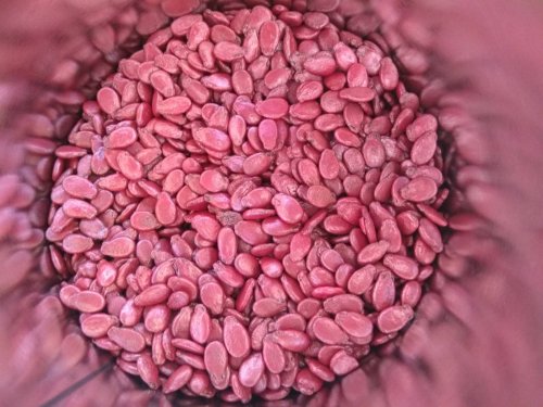 Кавун Шуга Беби пакет зіп 10г (GSN)