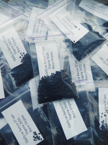 Цибуля Батун П'єро пакет зіп 10г Польща