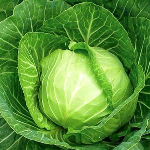 Капуста білоголова Іюньська НІмеччина