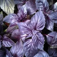 Базилік Розі Україна