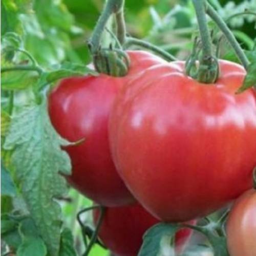 Томат Абаканский Україна