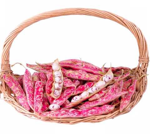 Квасоля Борлотто (овочева плямиста) 5кг (Hortus) Італія