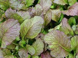 Салат Ред  Мустанг (гірчиця червона) 0,5кг Sais (Італія)