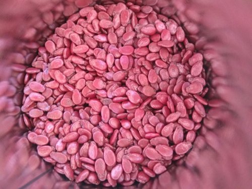 Кавун Чарльстон Грей пакет зіп 20 нас 96% схожість GSN Франція