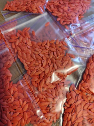 Огірок Зубрьонок F1 пакет зіп 5г Україна