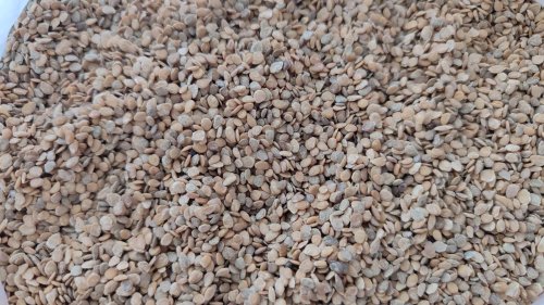 Томат Рання Любов 5г зіп пакет Україна 85% схожість