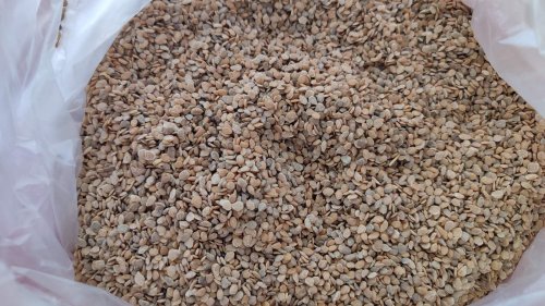 Томат Рання Любов 10г зіп пакет Україна 85%схожість