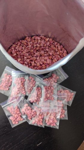 Кукурузда Джамала F1 зіп пакет 30 нас. Мнагор