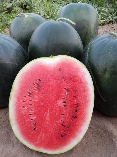 Кавун БЛЕЙКІ (INX 1748) F1 100 нас INNOVA Україна