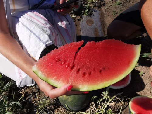 Кавун БЛЕЙКІ (INX 1748) F1 100 нас INNOVA Україна