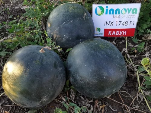 Кавун БЛЕЙКІ (INX 1748) F1 100 нас INNOVA Україна