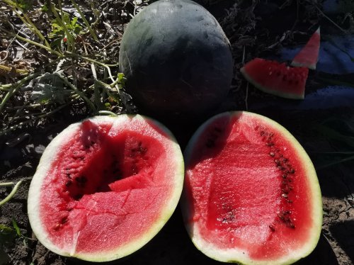 Кавун БЛЕЙКІ (INX 1748) F1 100 нас INNOVA Україна