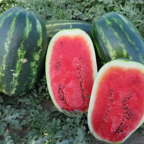 Кавун МОНРО (INX 1723 F1) 100 нас INNOVA Україна