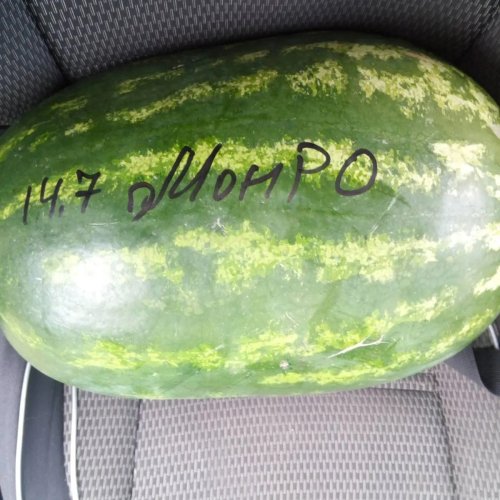 Кавун МОНРО (INX 1723 F1) 100 нас INNOVA Україна