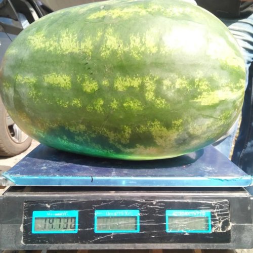 Кавун МОНРО (INX 1723 F1) 100 нас INNOVA Україна