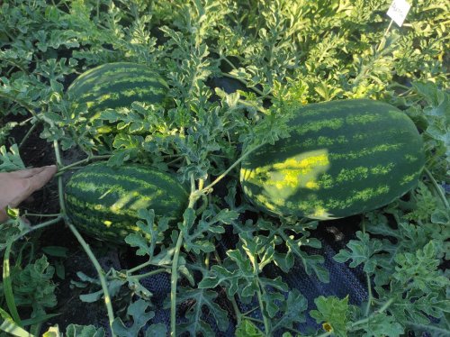 Кавун МОНРО (INX 1723 F1) 100 нас INNOVA Україна