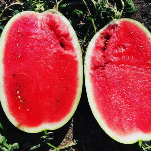 Кавун МОНРО (INX 1723 F1) 100 нас INNOVA Україна