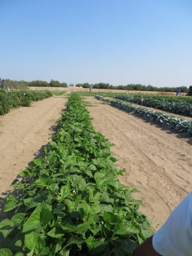 Квасоля спаржева ВЕРА 20г INNOVA Україна