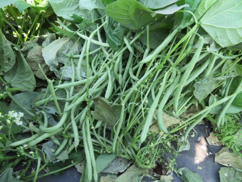 Квасоля спаржева ВЕРА 20г INNOVA Україна