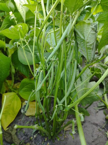 Квасоля спаржева ВЕРА 20г INNOVA Україна