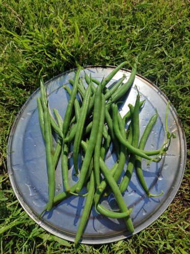 Квасоля спаржева ВЕРА 20г INNOVA Україна