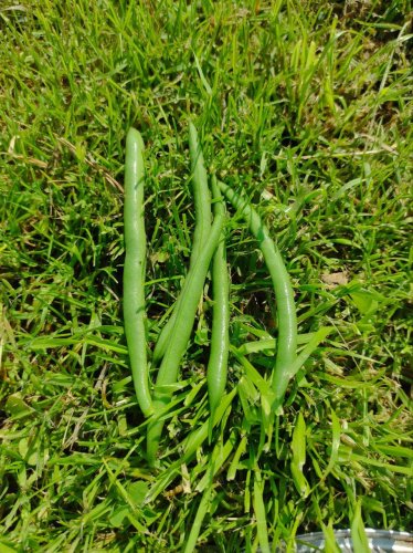 Квасоля спаржева ВЕРА 20г INNOVA Україна