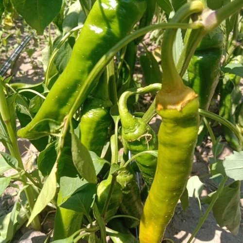 Перець гіркий ZKI ХІРОШ 100 нас INNOVA Україна