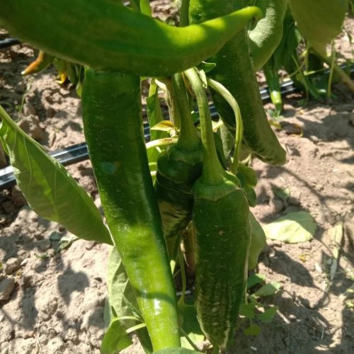 Перець гіркий ZKI ХІРОШ 100 нас INNOVA Україна