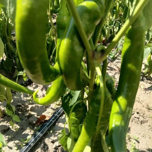 Перець гіркий ZKI ХІРОШ 100 нас INNOVA Україна