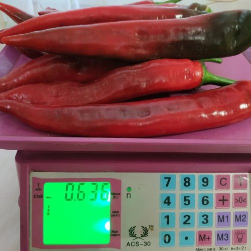 Перець гіркий ZKI ХІРОШ 100 нас INNOVA Україна