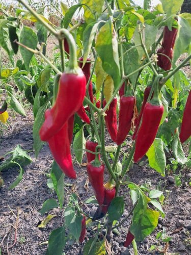 Перець гіркий ZKI ХІРОШ 100 нас INNOVA Україна