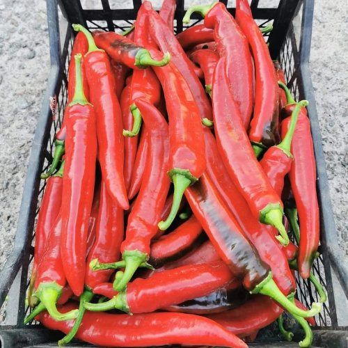 Перець гіркий ZKI ХІРОШ 100 нас INNOVA Україна