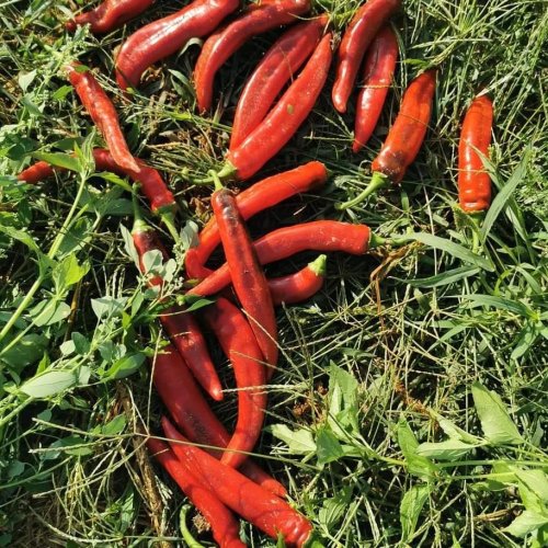 Перець гіркий ZKI ХІРОШ 100 нас INNOVA Україна