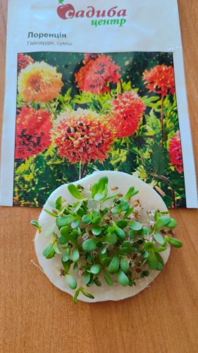 Гайлардія Лоренсія суміш 0,2г 12.2023р СЦ