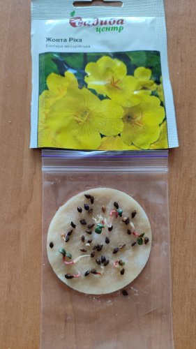 Енотера місурійська Жовта Ріка 0,2г СЦ схожість 47% 12.2025р