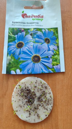 Брахікома блакитна 0,1г 02.2024р СЦ схожість 43%